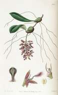 Image of Bulbophyllum saltatorium Lindl.