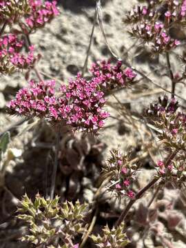 Image de Chorizanthe obovata Goodman