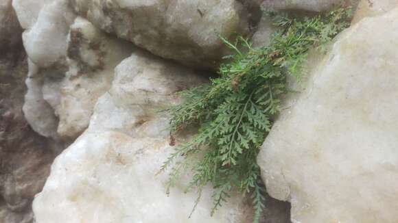 Image of mountain spleenwort