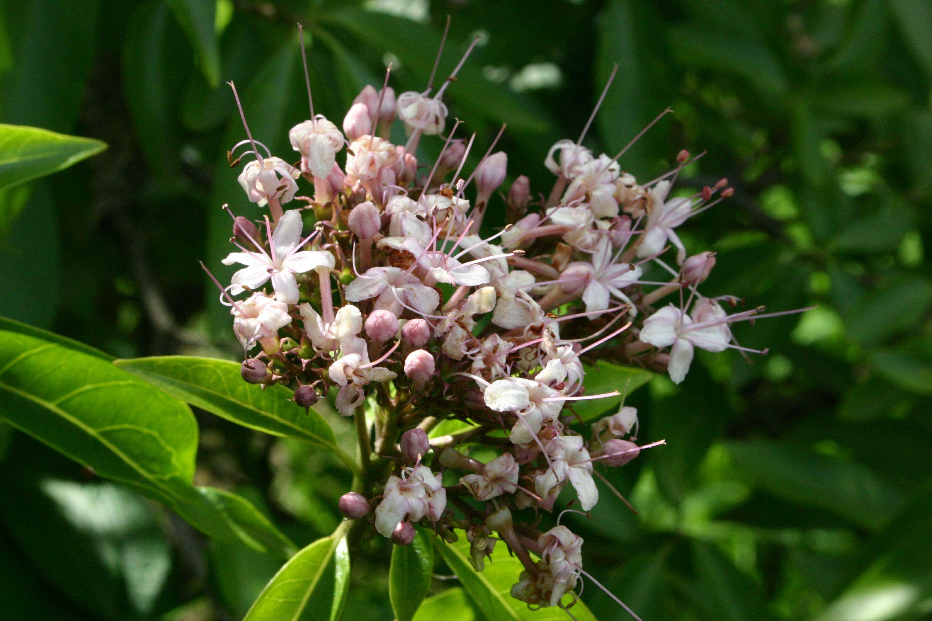 Imagem de Volkameria glabra (E. Mey.) Mabb. & Y. W. Yuan