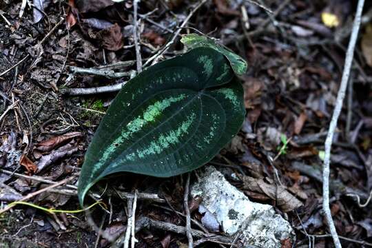 Image of Dioscorea cyanisticta J. D. Sm.