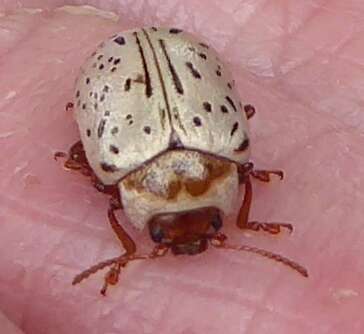 Image of Common Willow Calligrapha