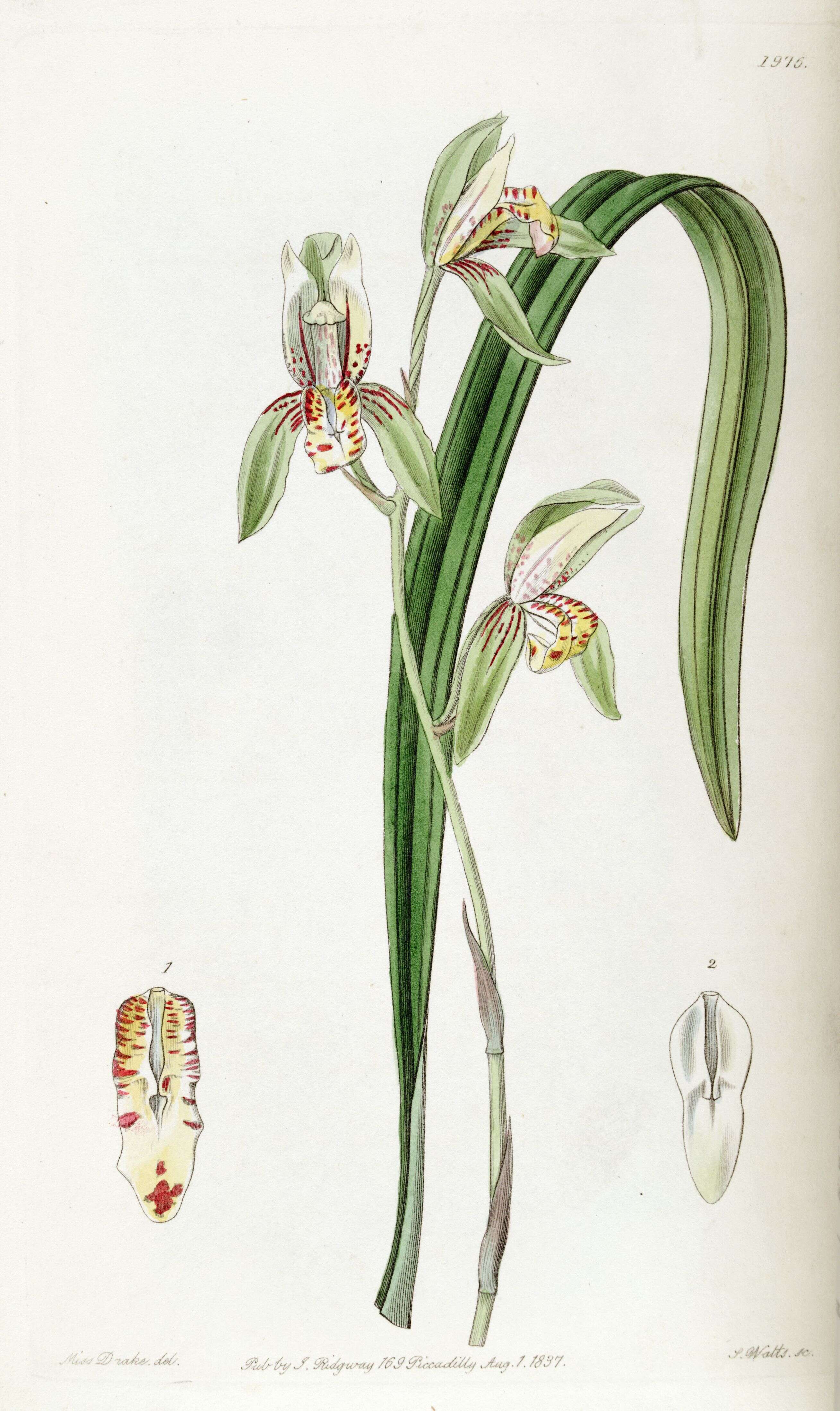 Image de Cymbidium ensifolium (L.) Sw.