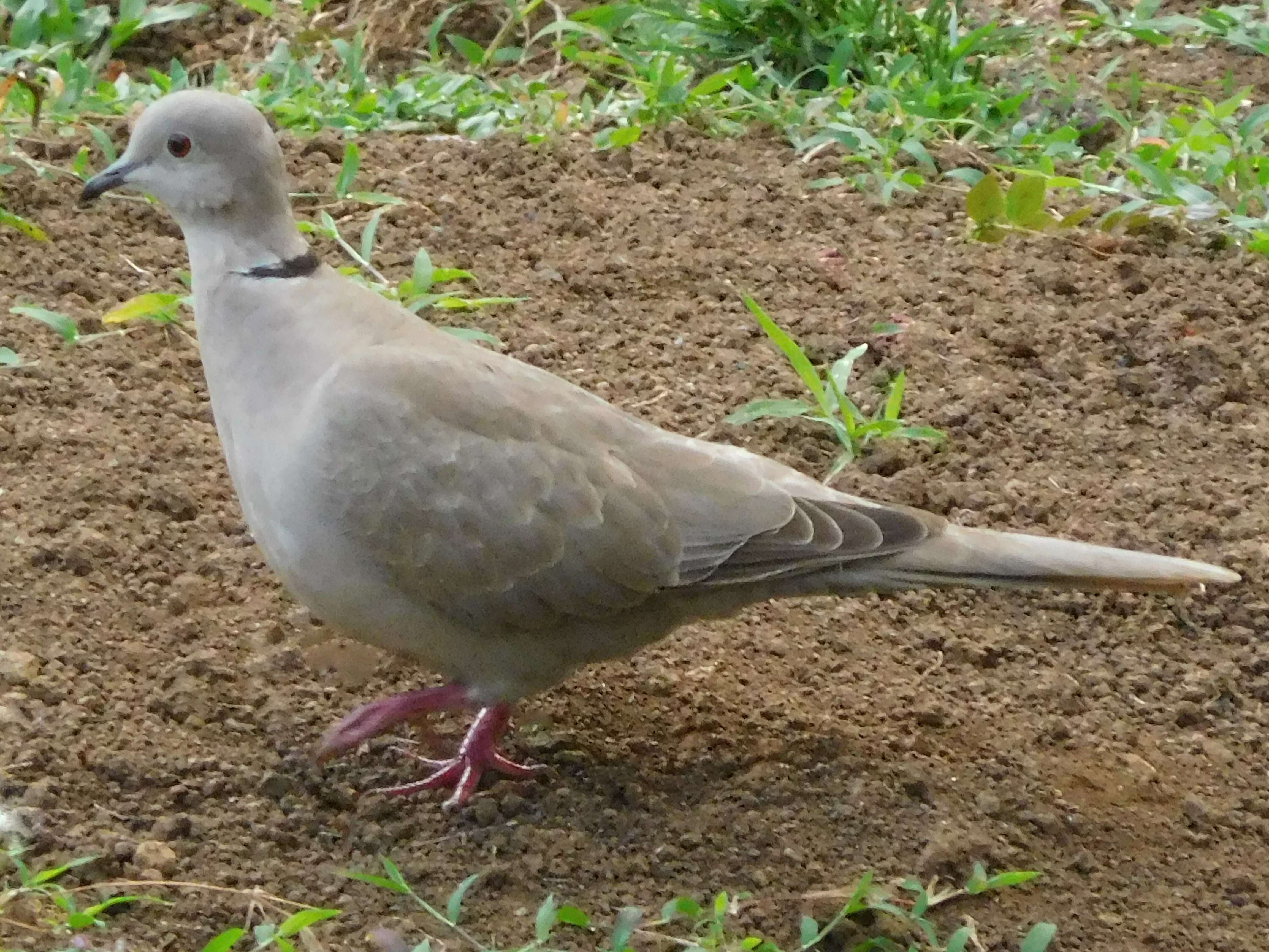 Image of Collared Dove