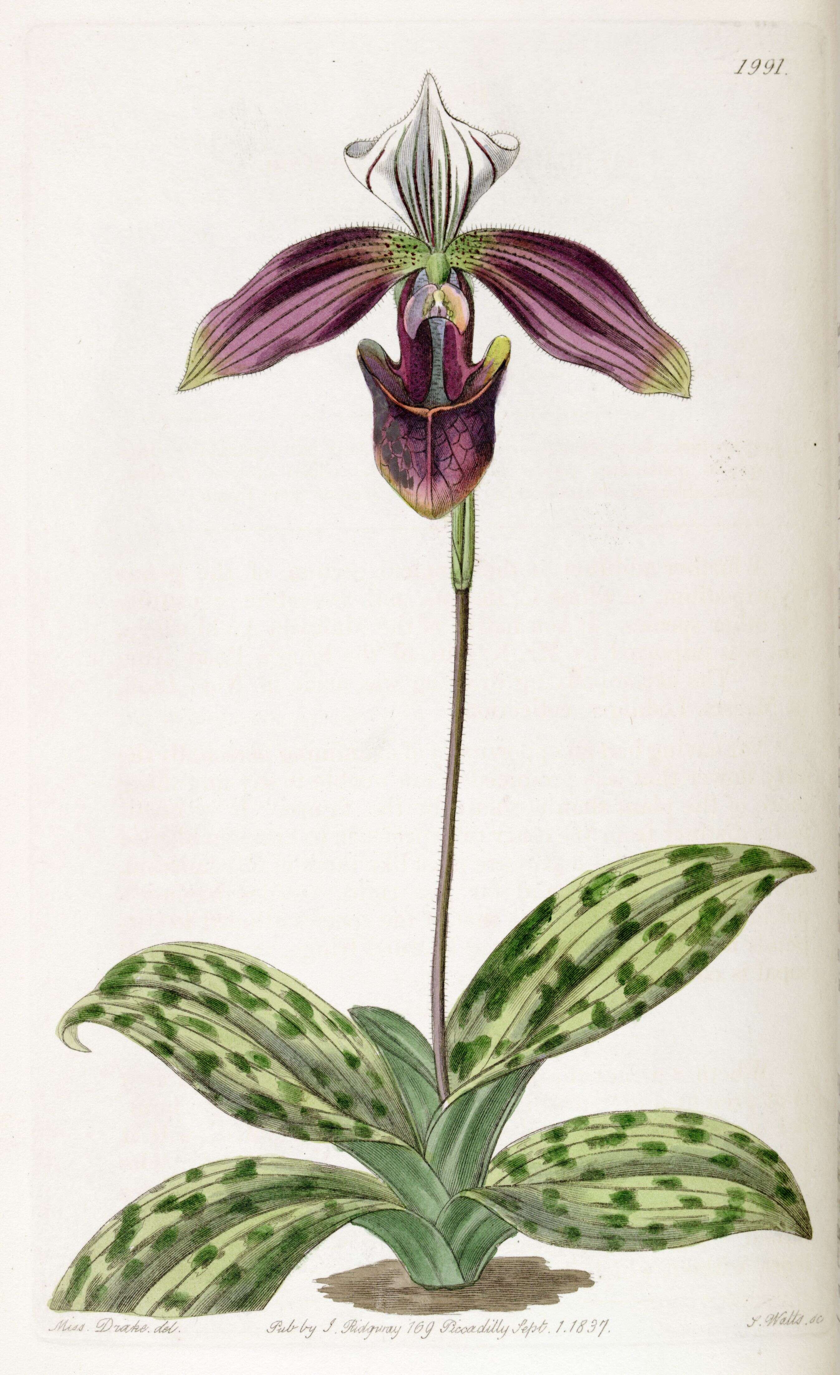 Image of Purple Paphiopedilum