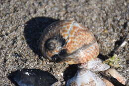 Image of Hebrew moon shell