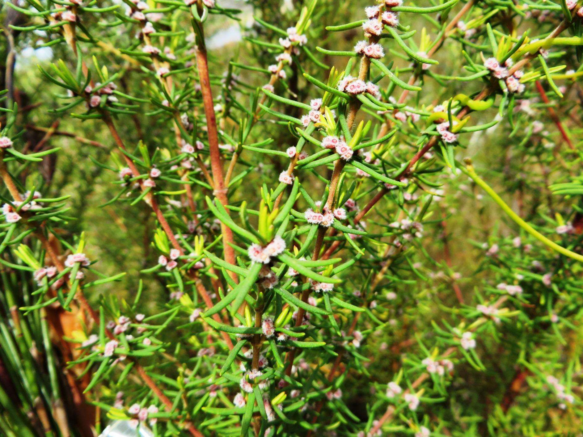 Image of Grubbia rosmarinifolia subsp. rosmarinifolia