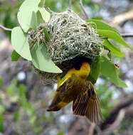 Image of African Masked Weaver