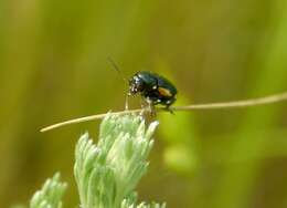 Image of <i>Cryptocephalus apicalis</i>