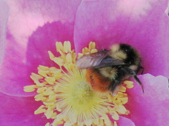 Image of Black Tail Bumble Bee