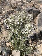 Image of mountain pepperweed