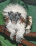 Image of cotton-top tamarin