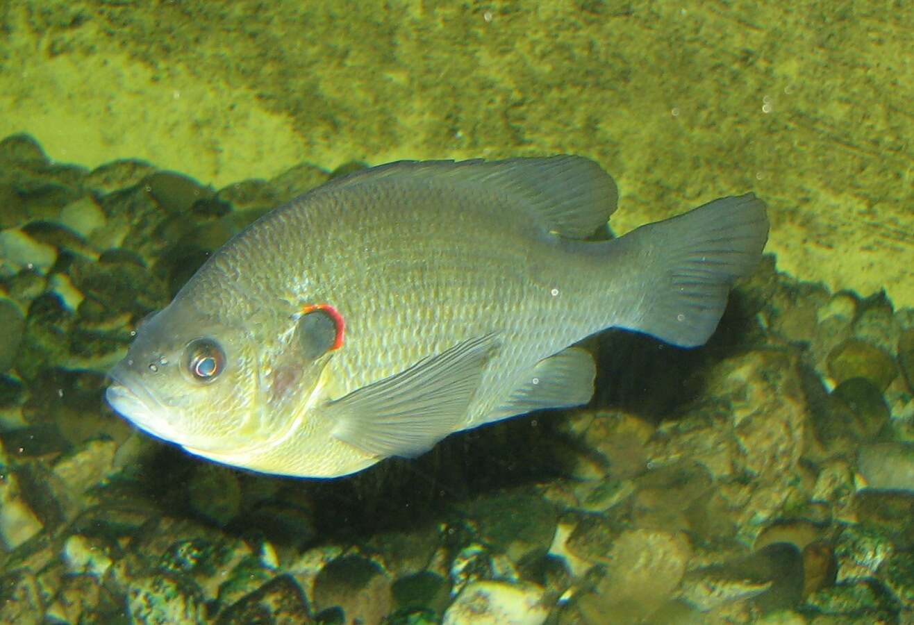 Image of Redear Sunfish