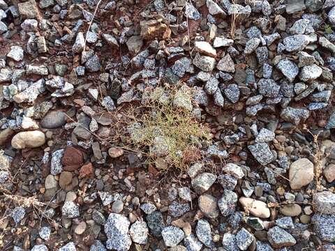 Image of Limonium hibericum Erben