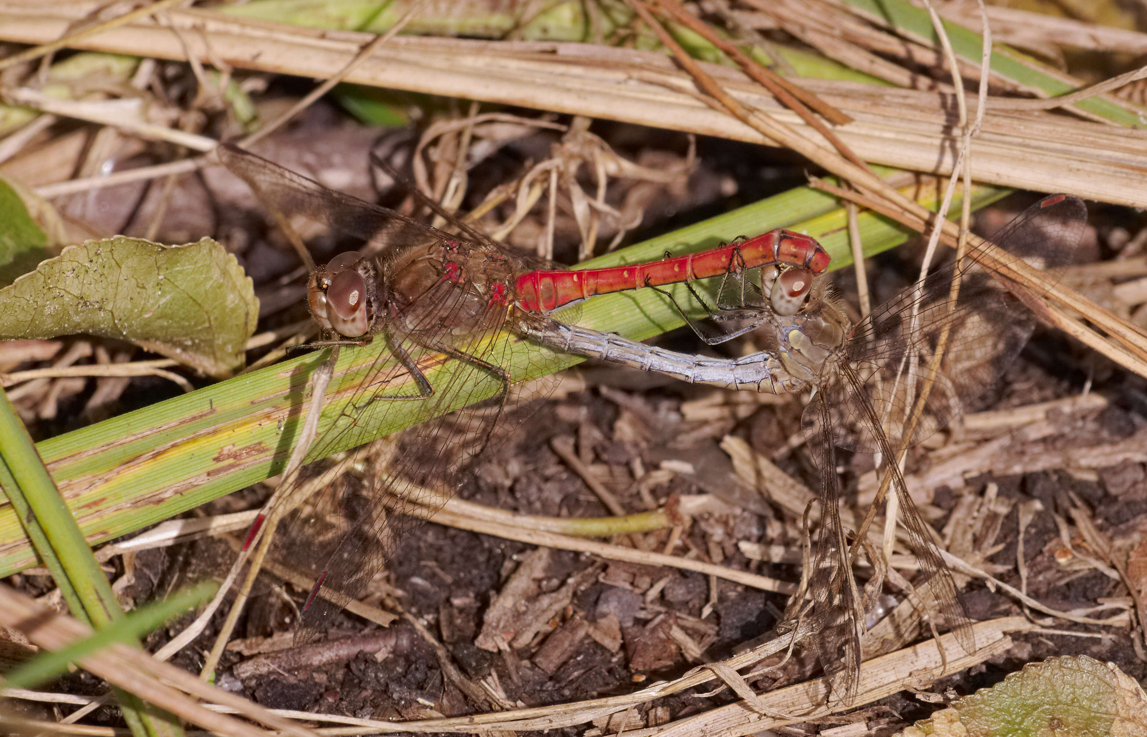 Image of Common Darter