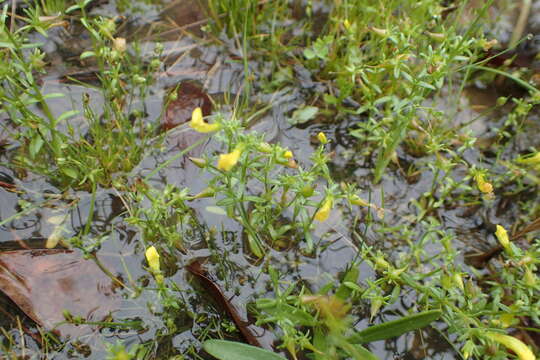 Image of Yellow Hedge-Hyssop