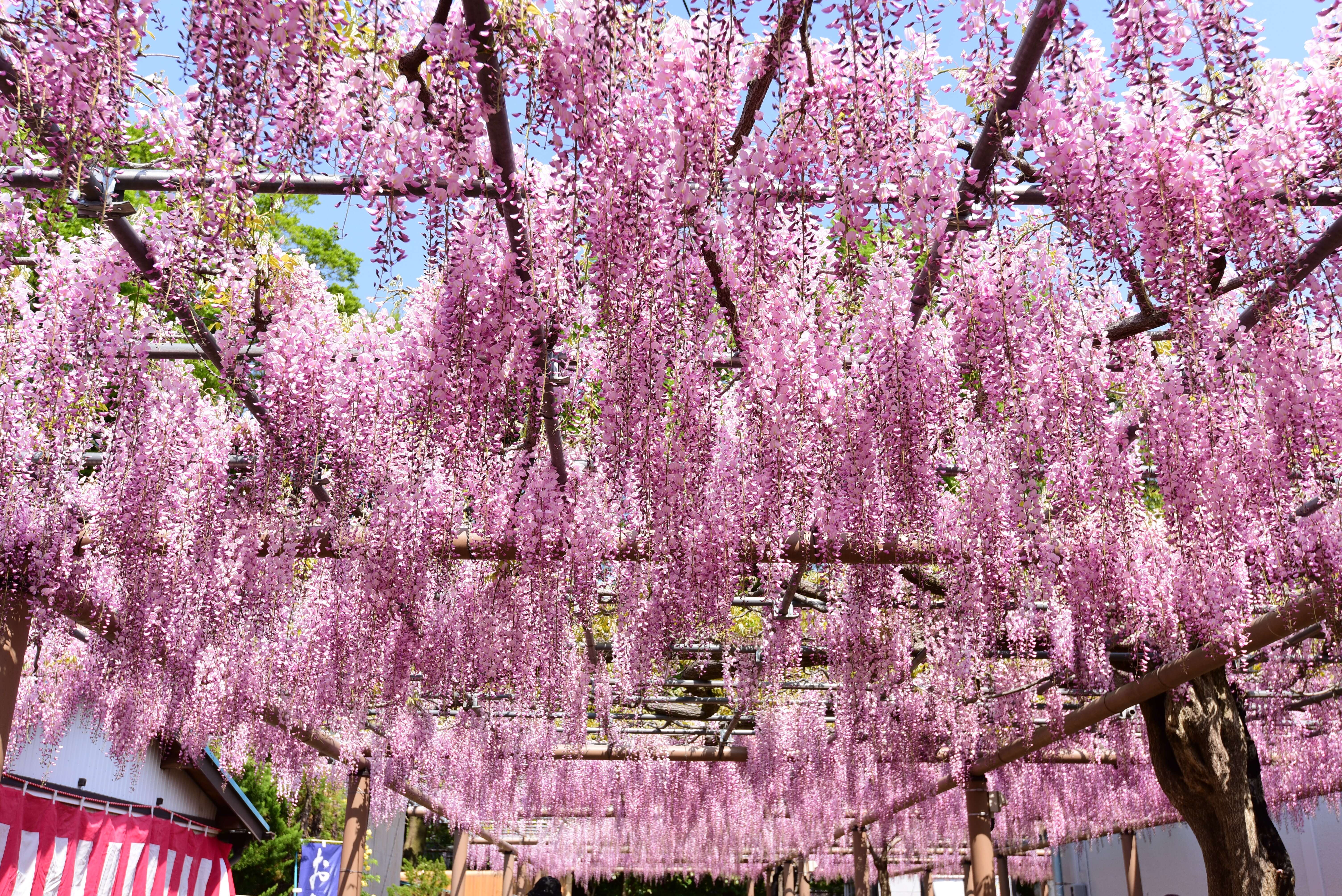 Plancia ëd Wisteria floribunda (Willd.) DC.