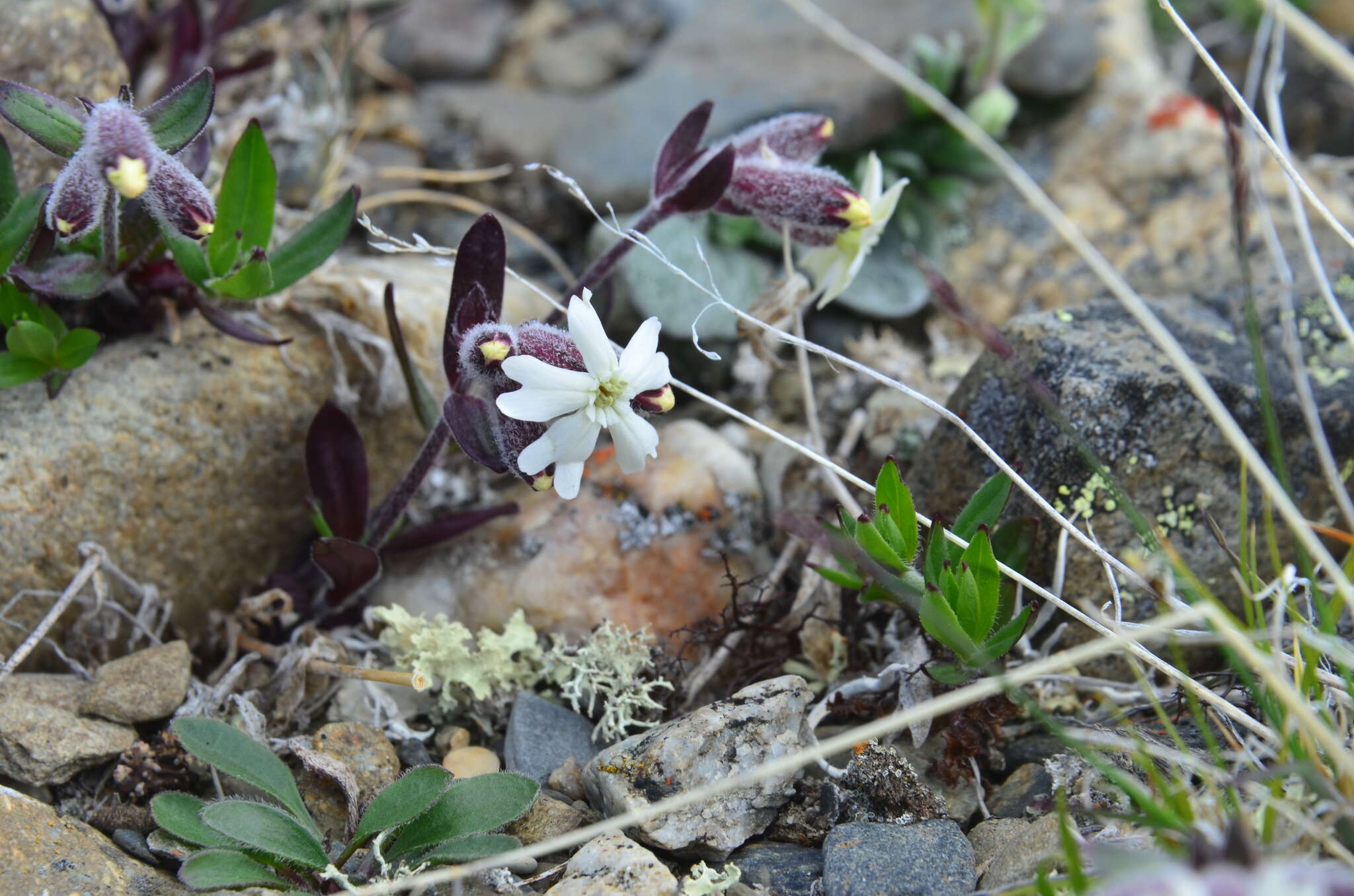 Image of pink campion