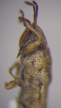 Image of Cymophyes