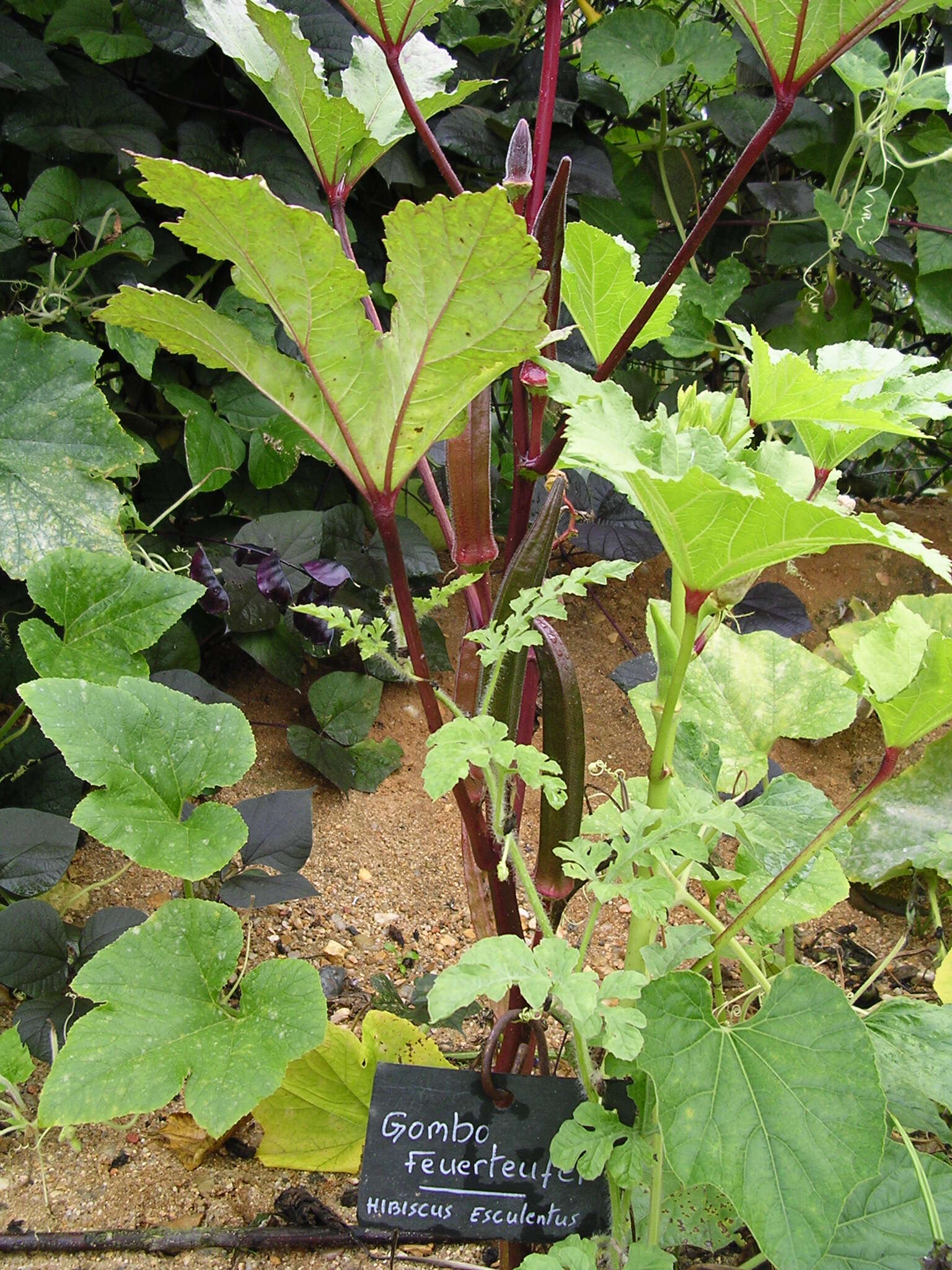 Image of okra