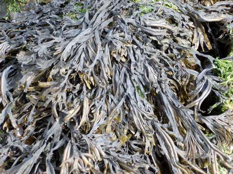 Image of Fucus ceranoides