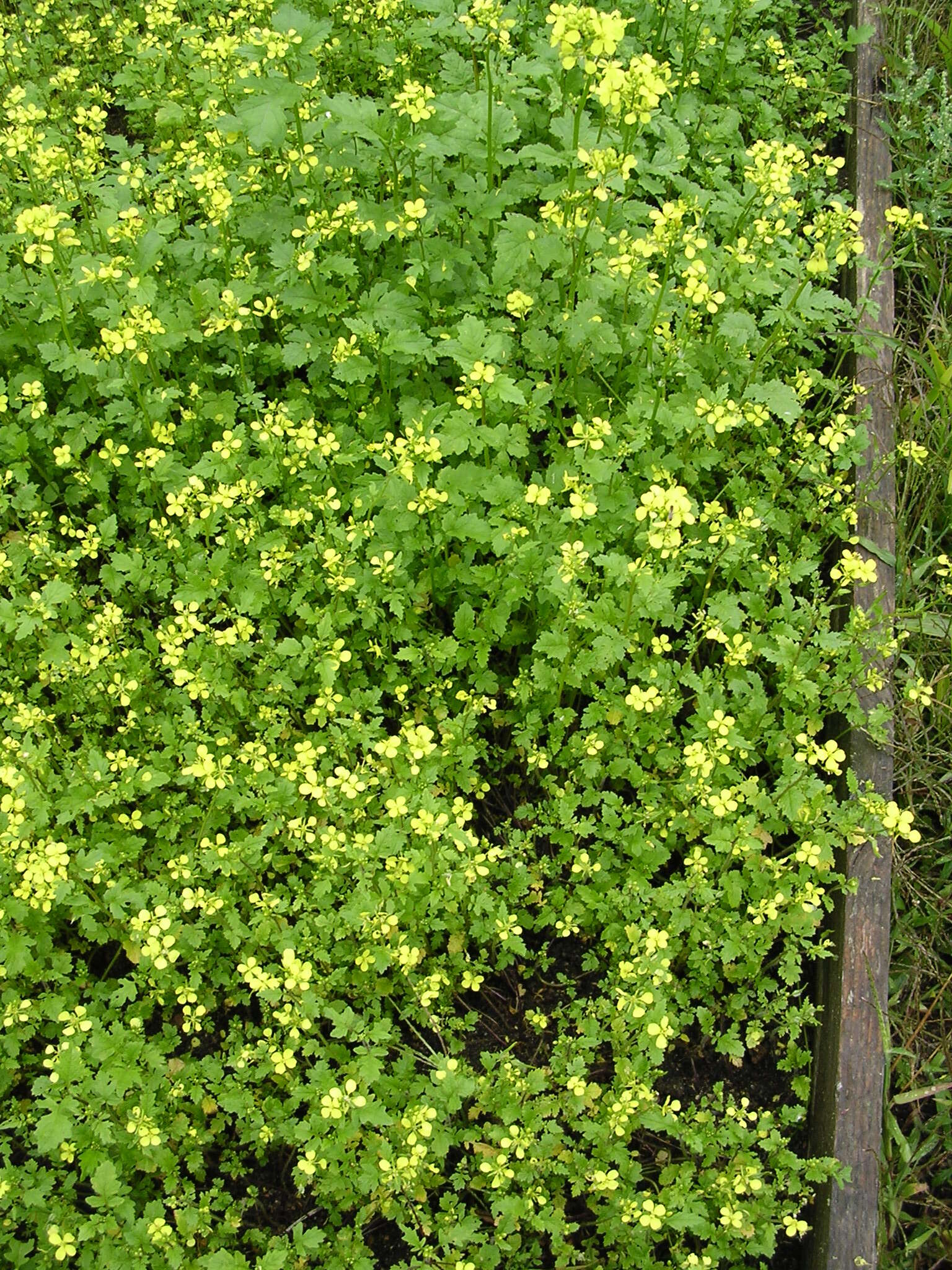 Image of charlock mustard