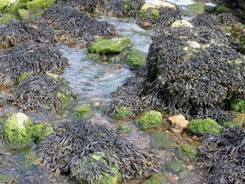 Image of Bladder Wrack