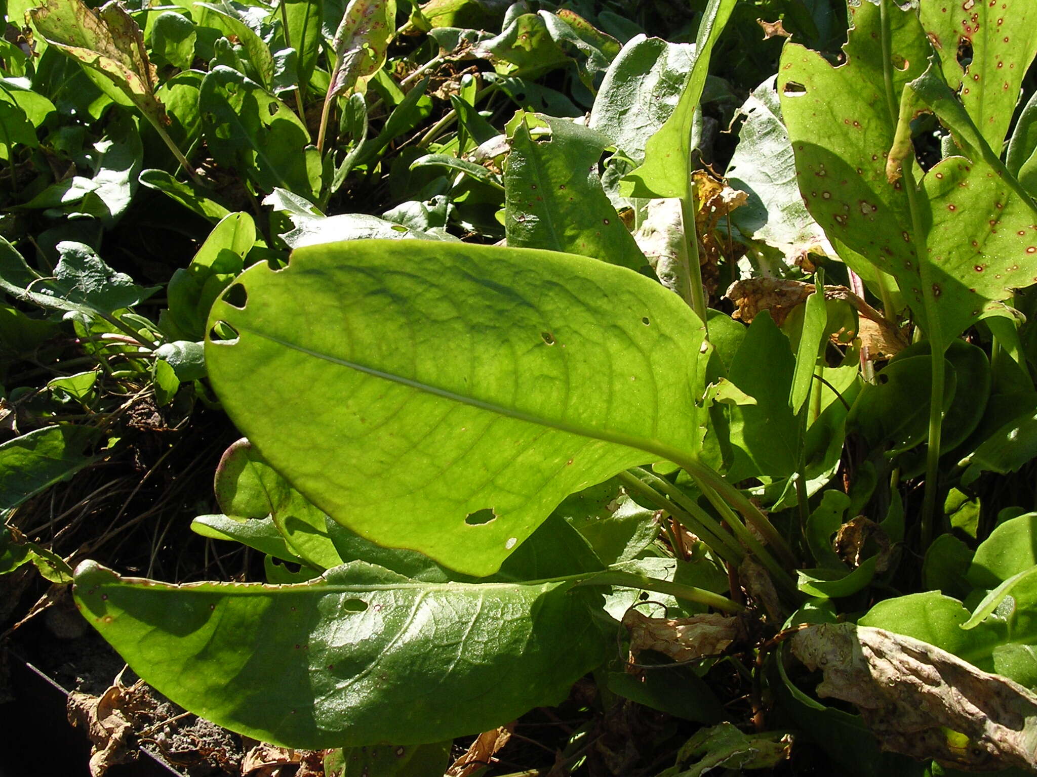 Image of Common Sorrel