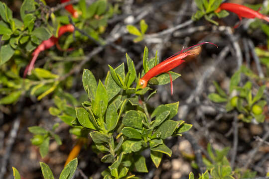 Image of Eremophila glabra subsp. glabra