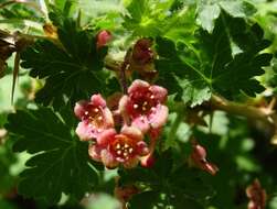 Image of gooseberry currant