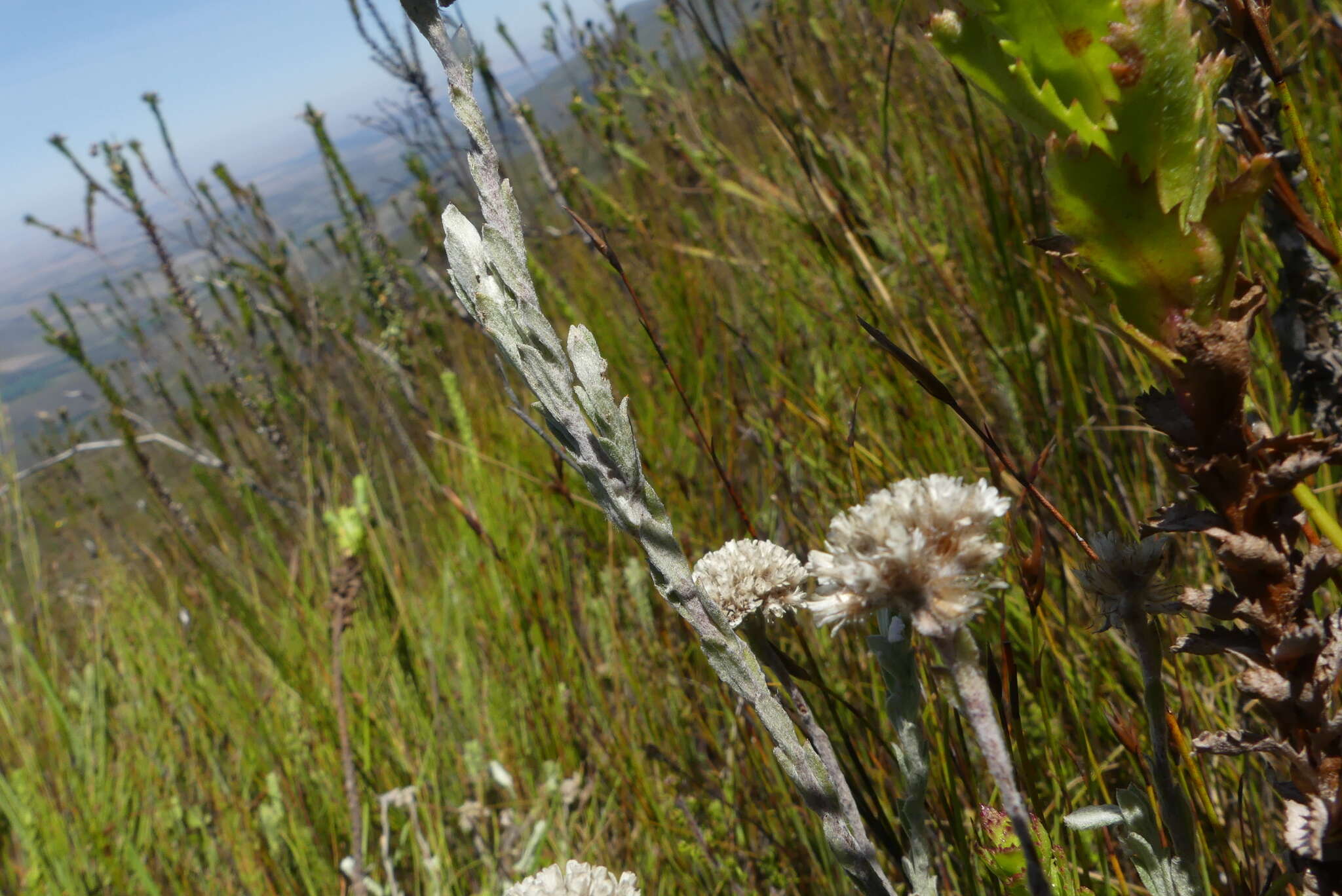 Image of Langebergia canescens (DC.) A. A. Anderberg