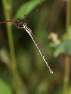 Image of Austrolestes analis (Rambur 1842)