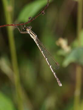 Image of Austrolestes analis (Rambur 1842)