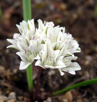 Image of Brandegee's onion