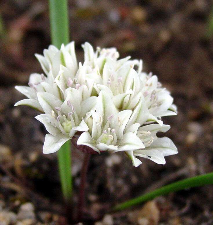 Image of Brandegee's onion