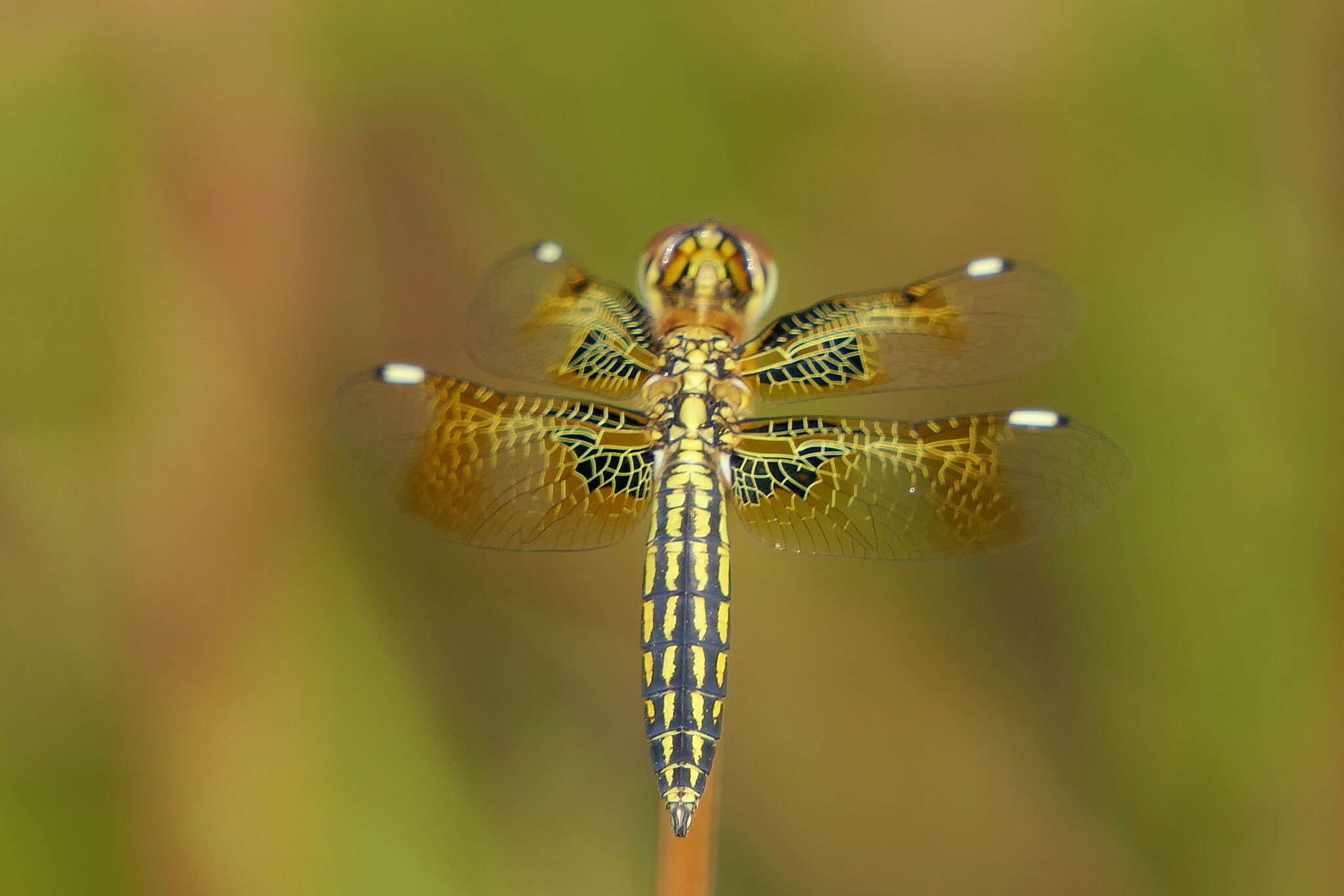 Image de Palpopleura jucunda Rambur 1842