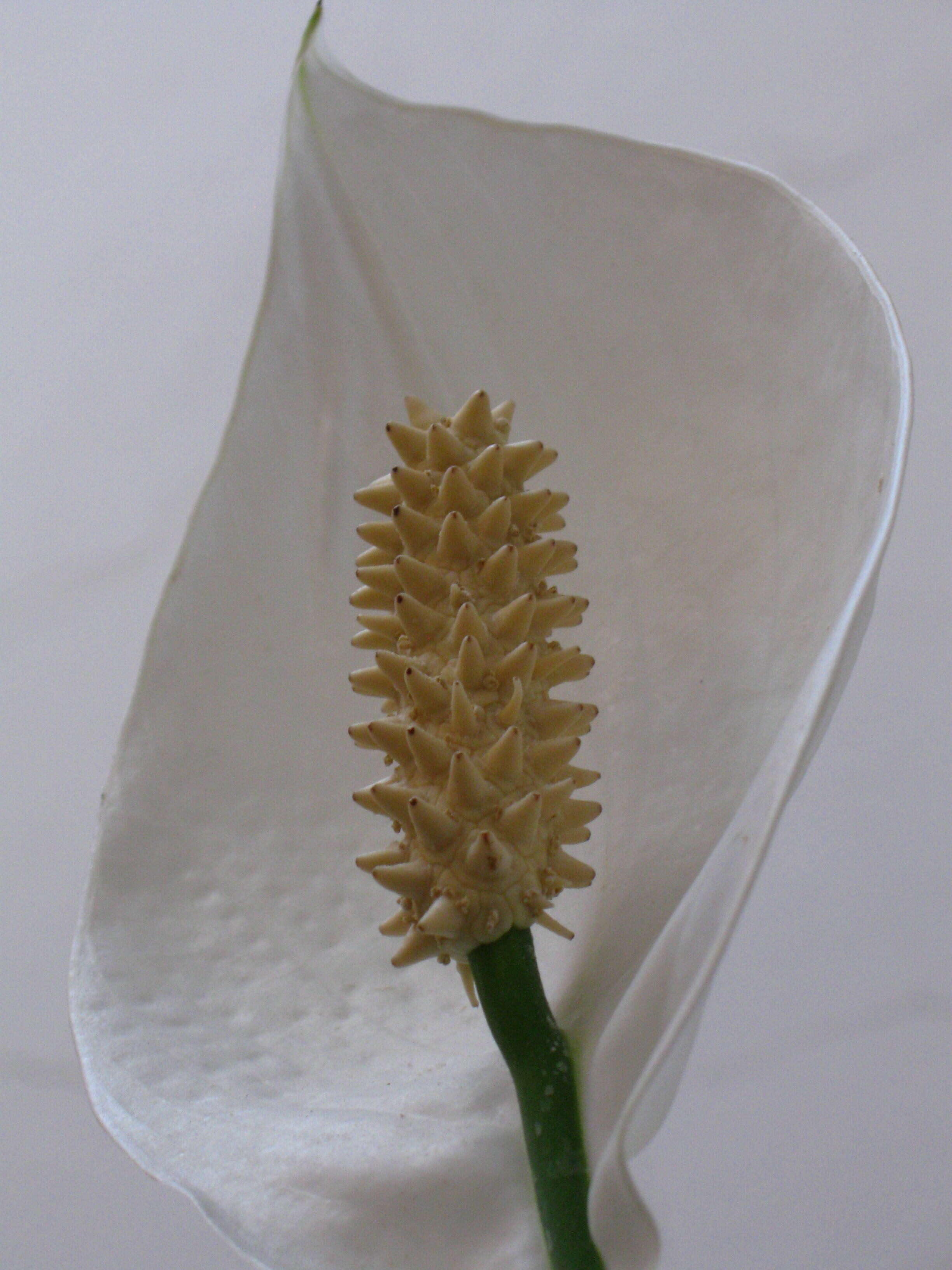 Image of peace lily