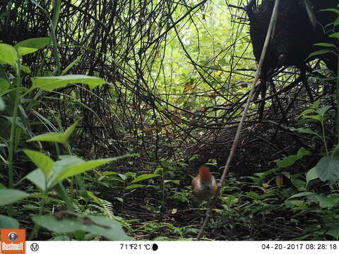 Image of Black-crested Antshrike