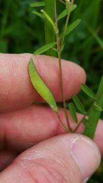 Imagem de Vicia minutiflora D. Dietr.