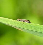 Image of Latalus (Latalus) sayii Fitch 1851