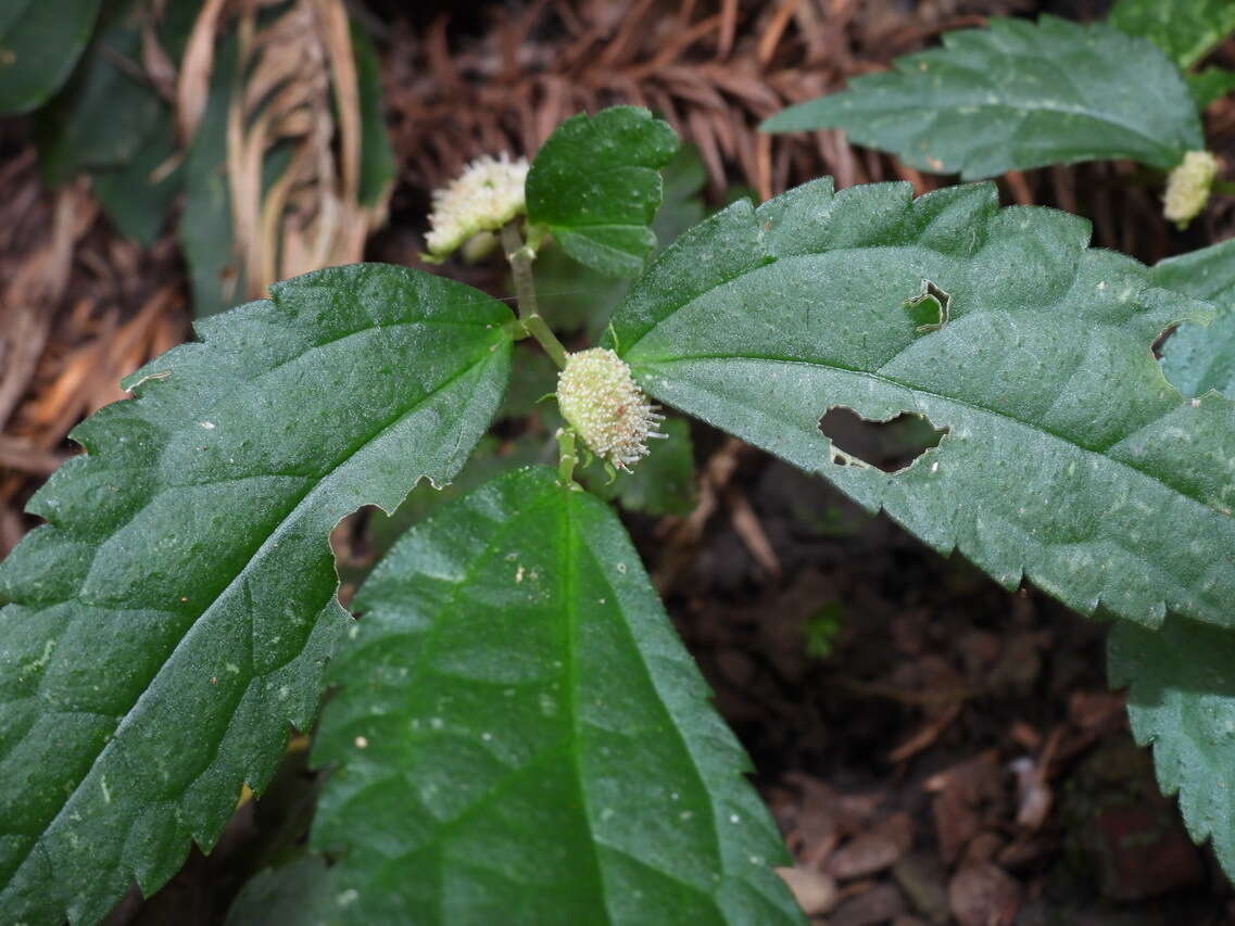 Image of Elatostema cyrtandrifolium (Zoll. & Mor.) Miq.