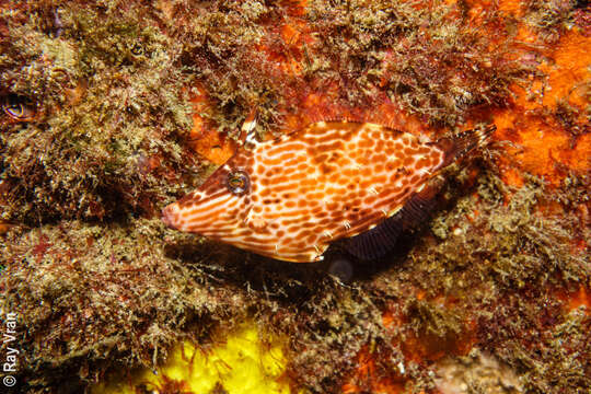 Image of Beautiful leatherjacket