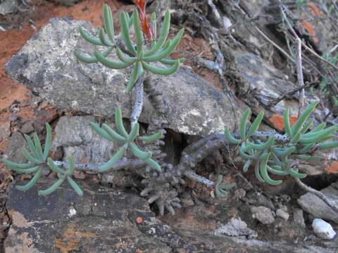 Image of Tylecodon buchholzianus (Schuldt & Steph.) H. Tölken