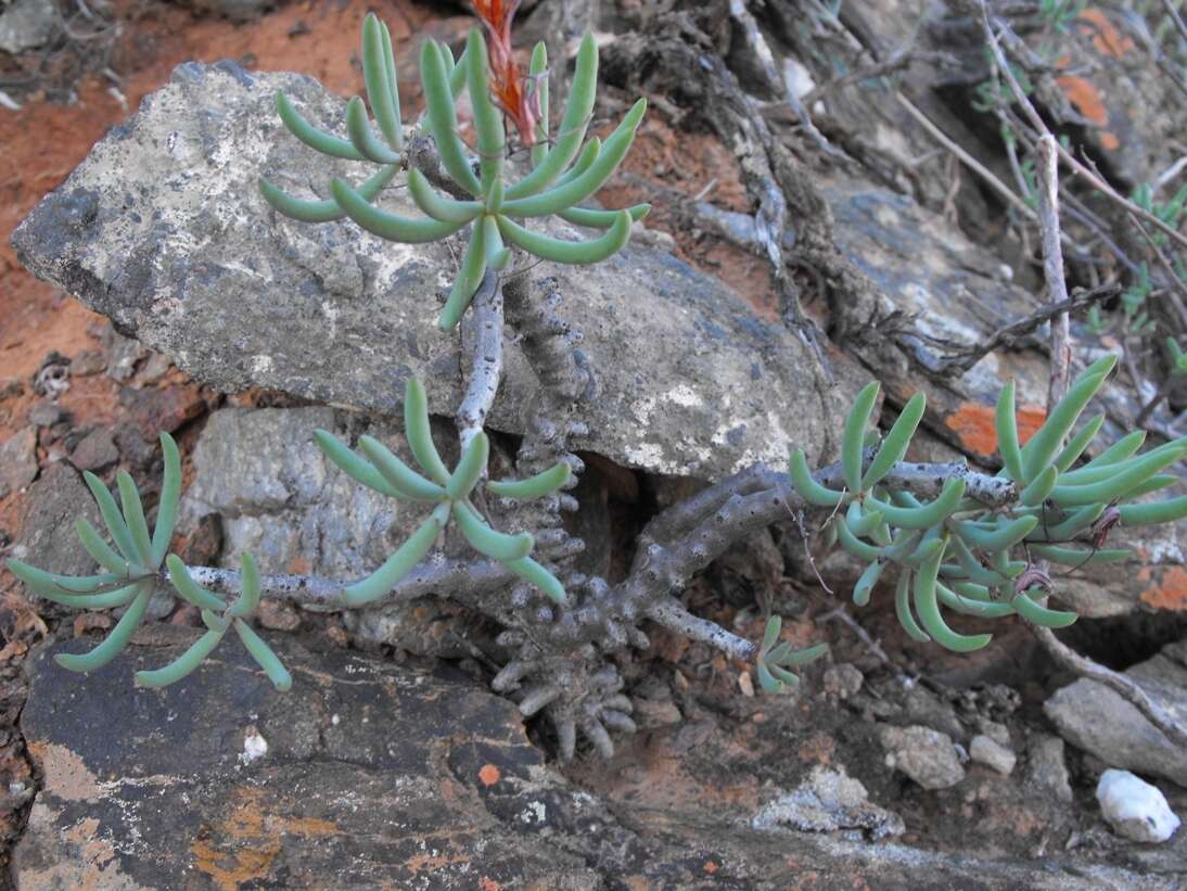 Imagem de Tylecodon buchholzianus (Schuldt & Steph.) H. Tölken