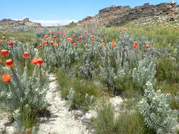 Image of Rocket pincushion