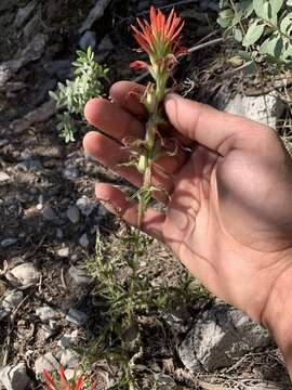 Plancia ëd Castilleja martini var. clokeyi