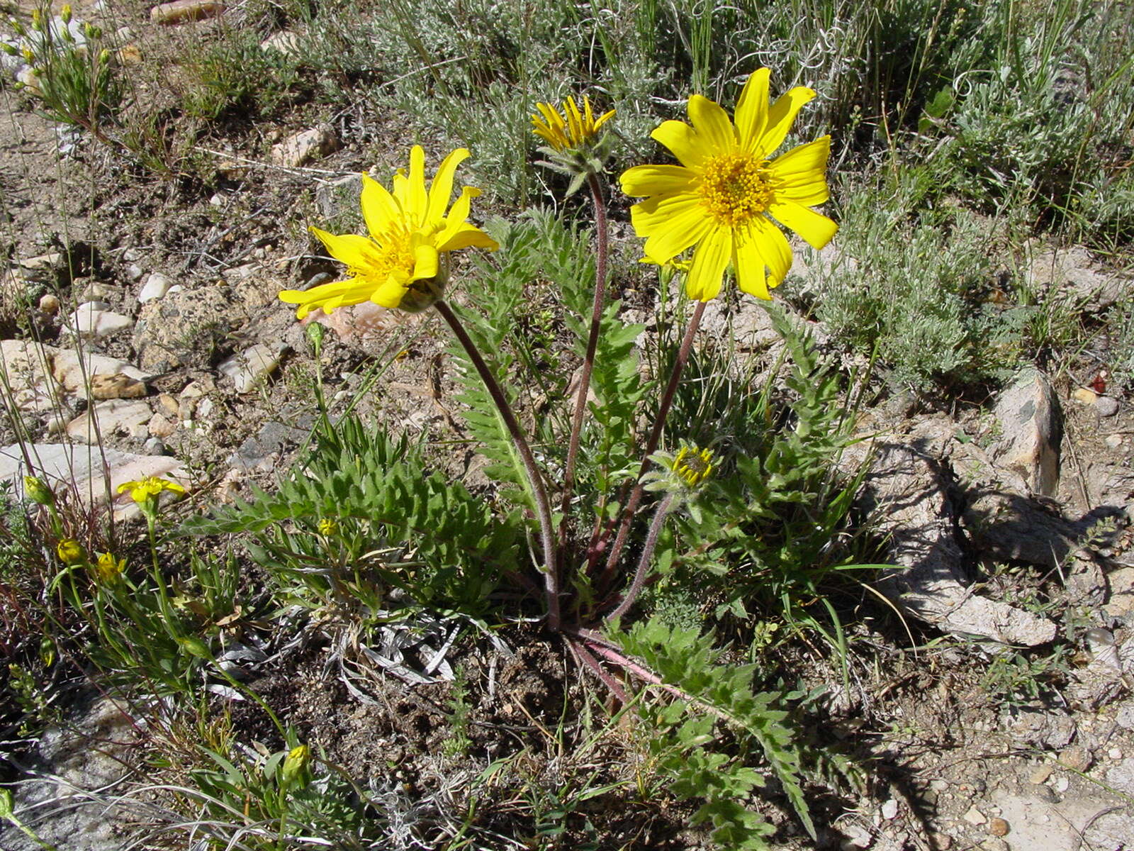 Image of Hooker's balsamroot