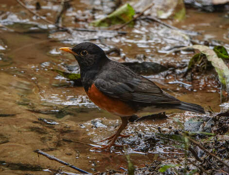 Image of Black-breasted Thrush