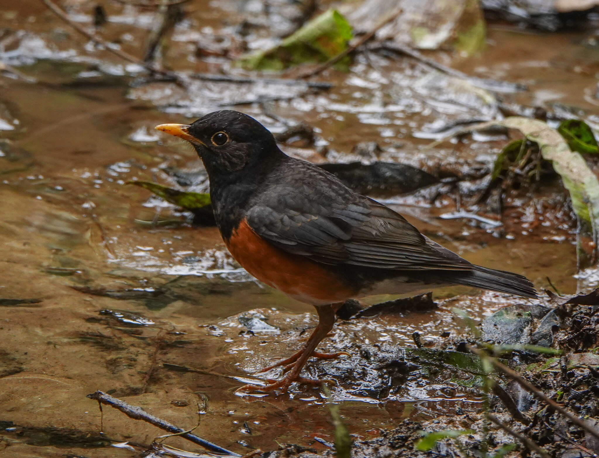 Imagem de Turdus dissimilis Blyth 1847