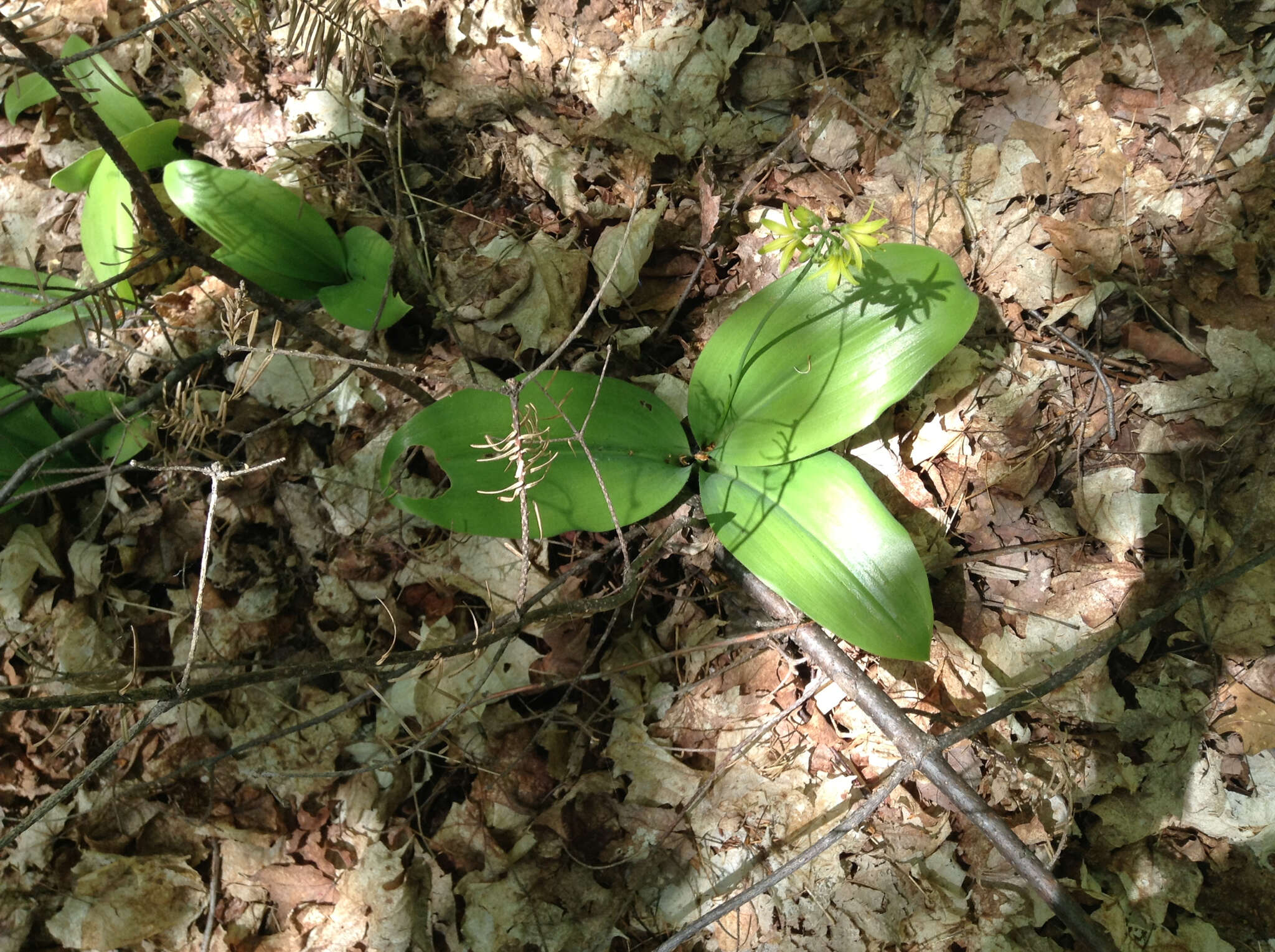 Слика од Clintonia borealis (Aiton) Raf.